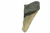 Partial, Fossil Megalodon Tooth - North Carolina #361737-1